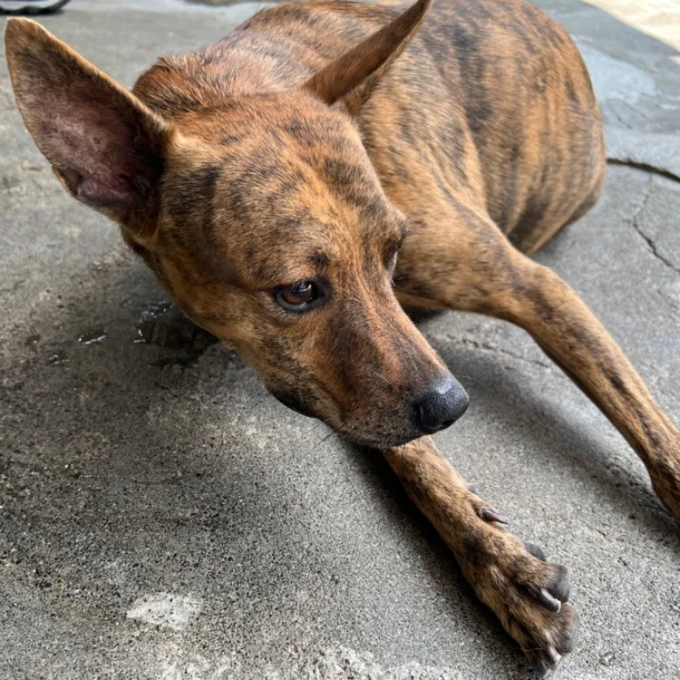 混種犬