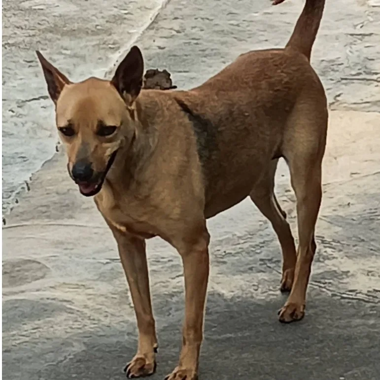 混種犬