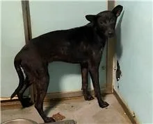 混種犬