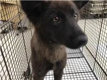 混種犬