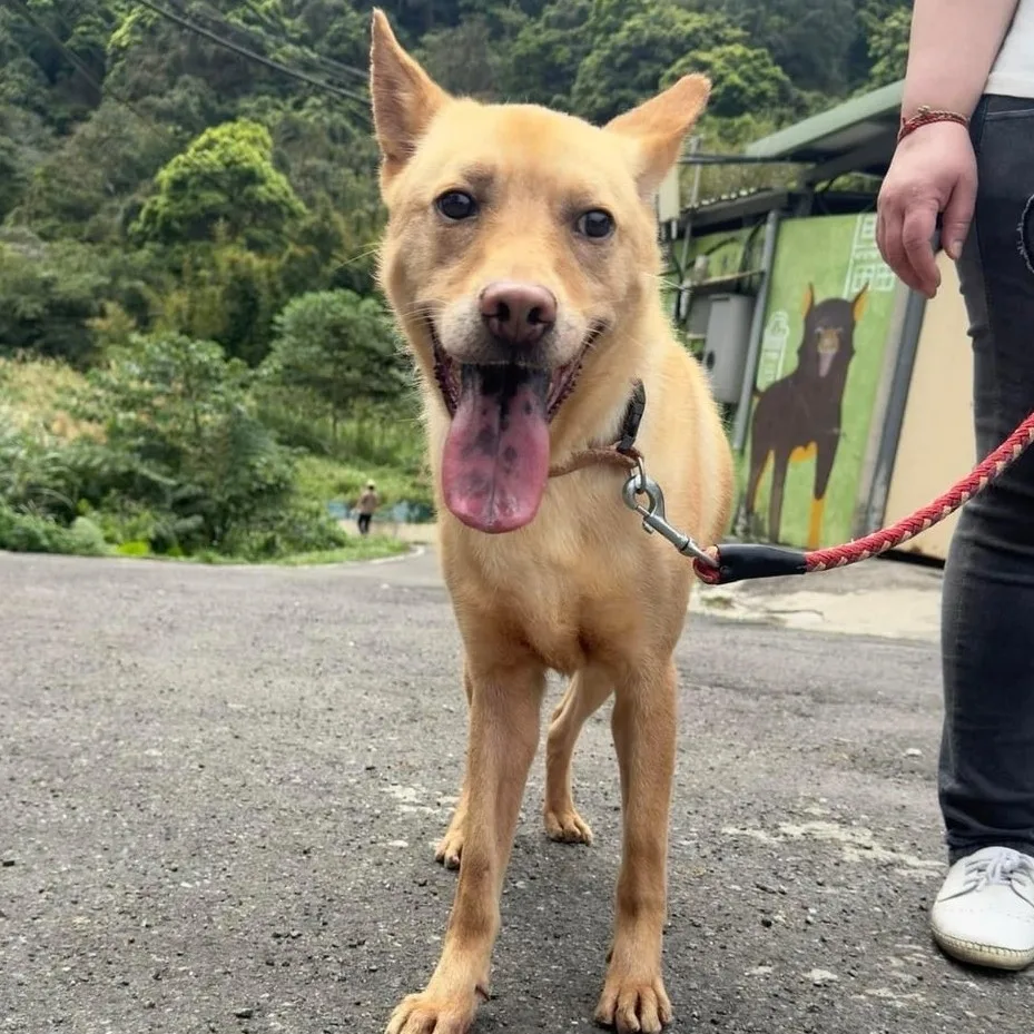混種犬