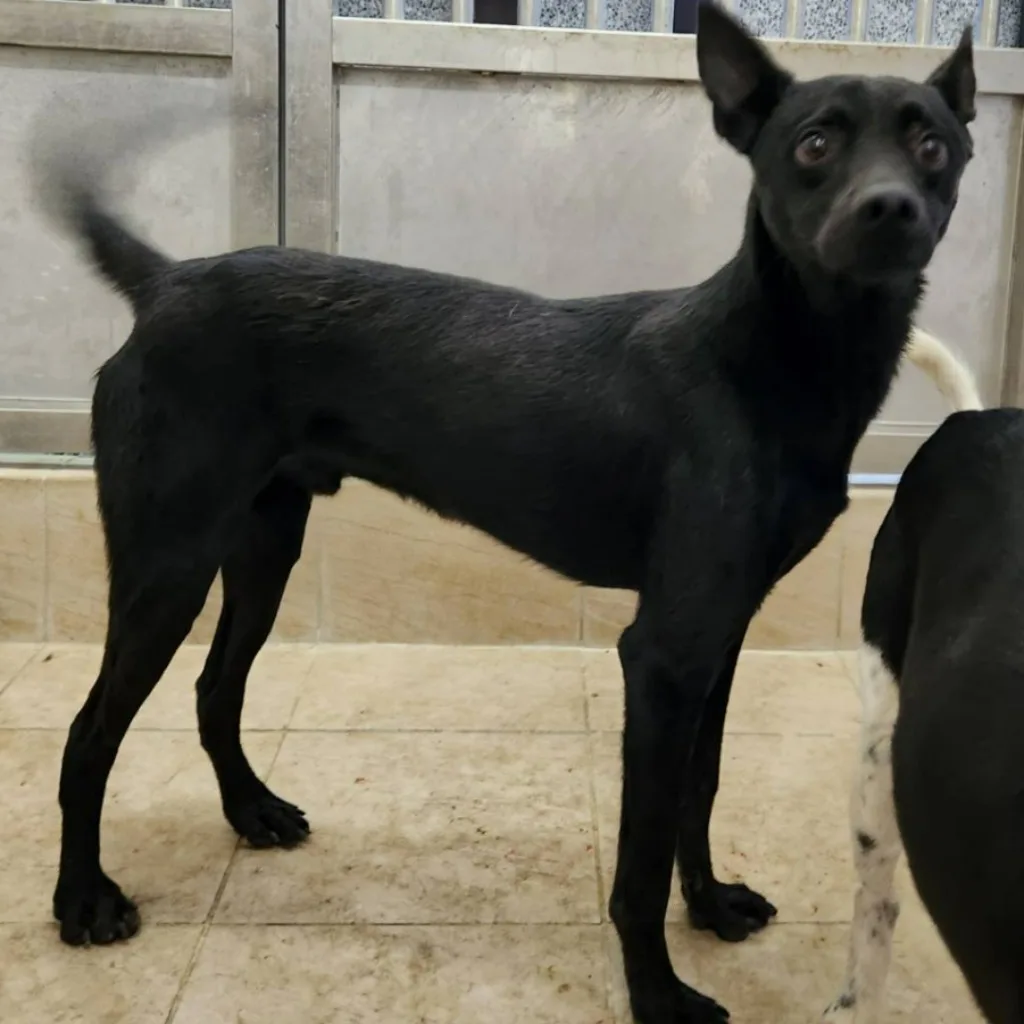 混種犬