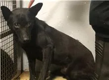 混種犬