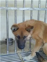 混種犬