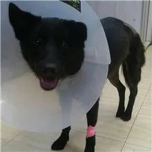 混種犬