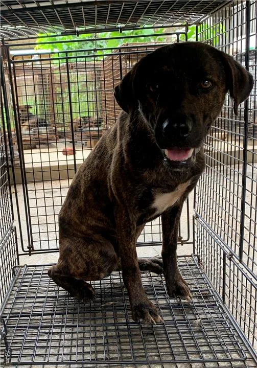 混種犬
