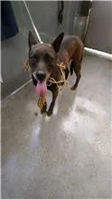 混種犬