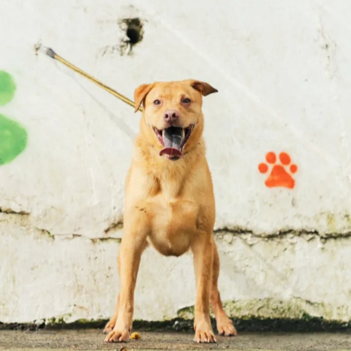 混種犬