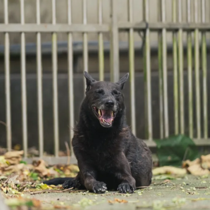 混種犬