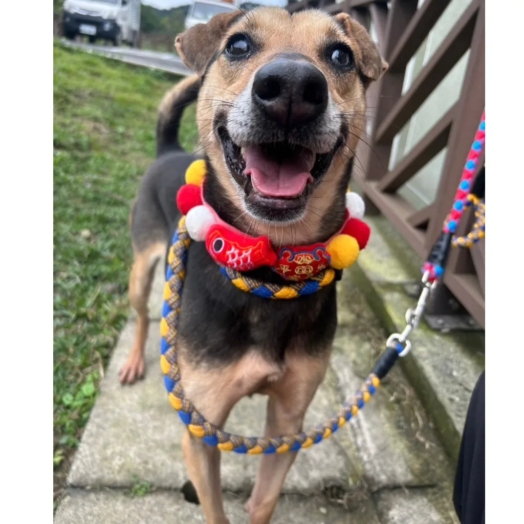 混種犬