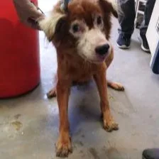 混種犬