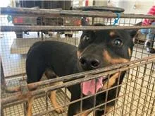 混種犬