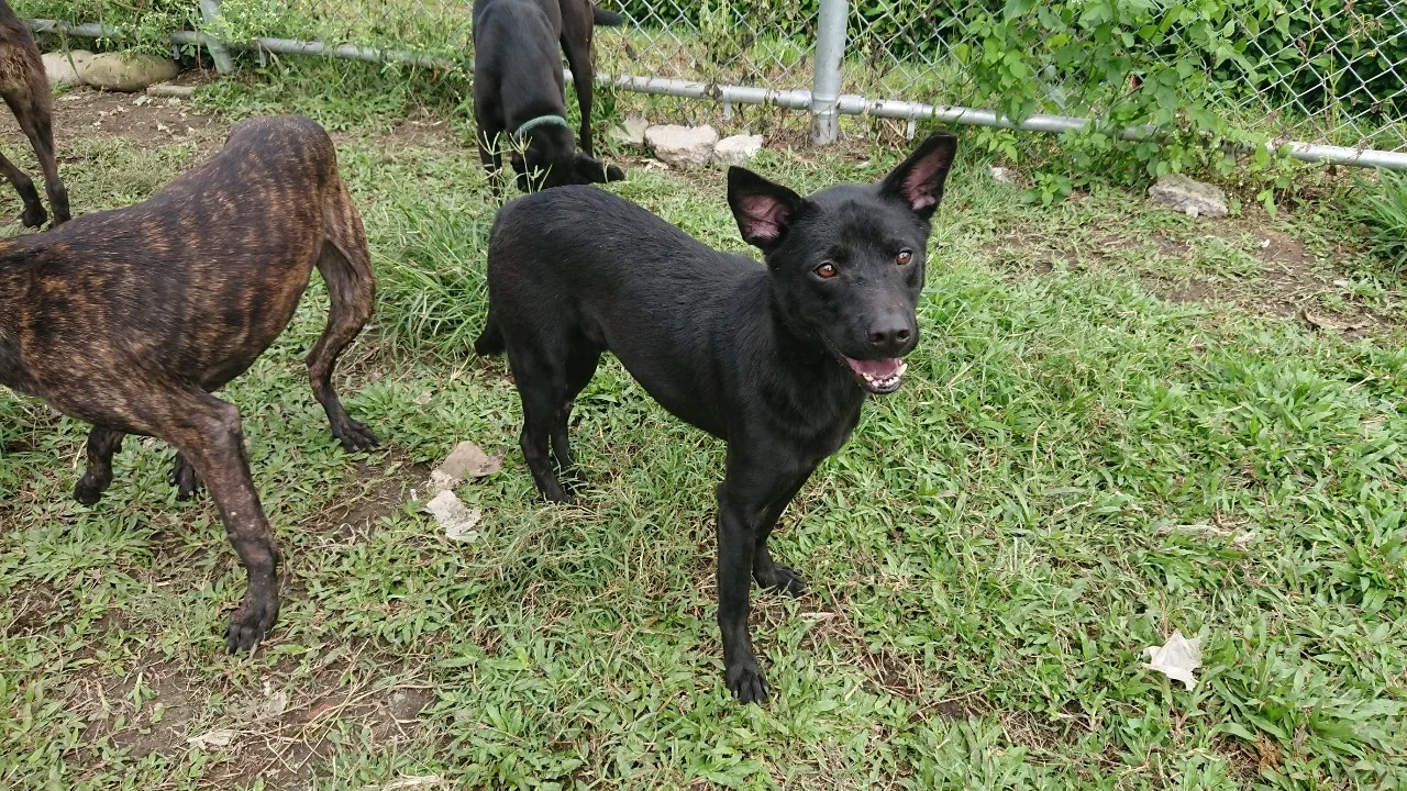 混種犬