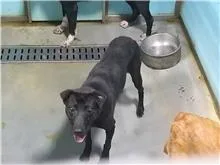 混種犬