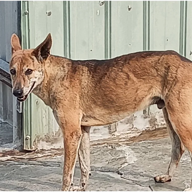 混種犬