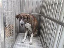 混種犬