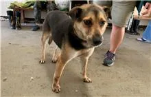 混種犬