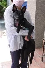 混種犬