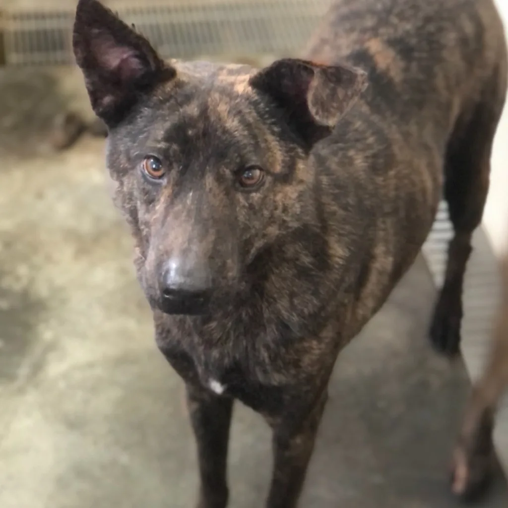混種犬