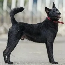 混種犬