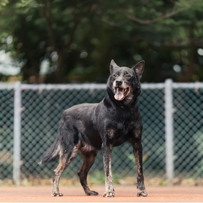 混種犬