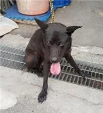 混種犬