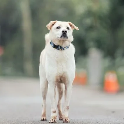 混種犬