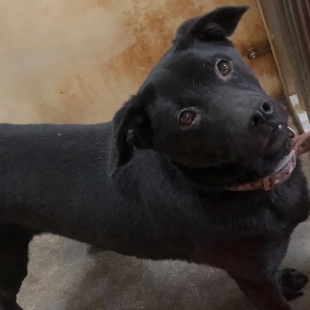 混種犬