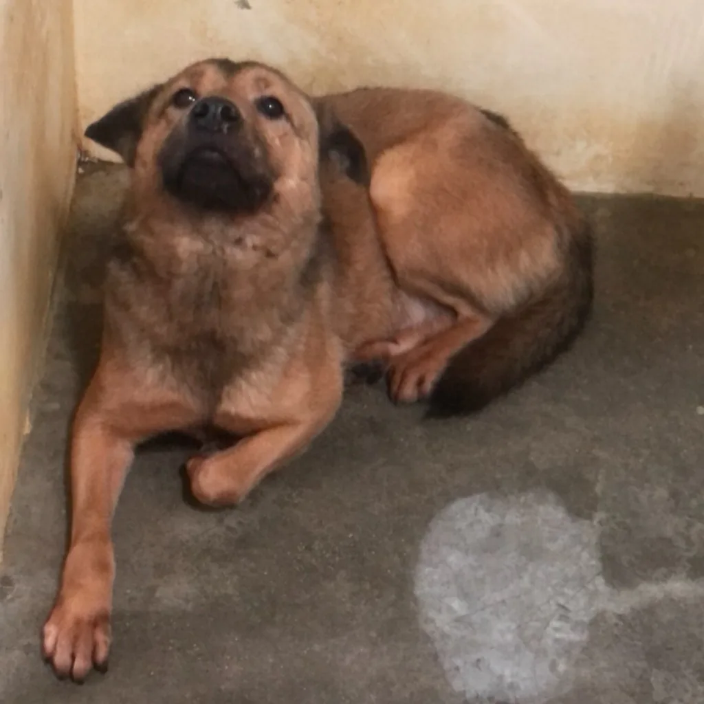 混種犬