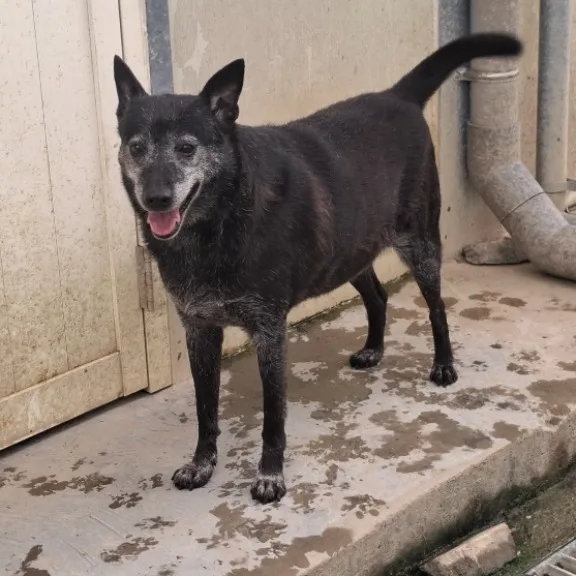 混種犬