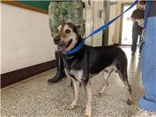 混種犬