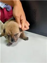 混種犬