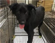 混種犬