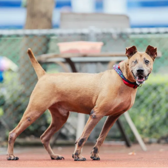 混種犬