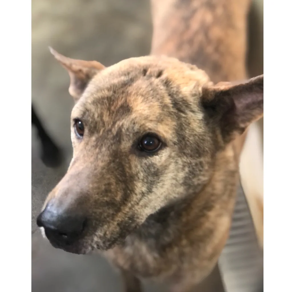 混種犬