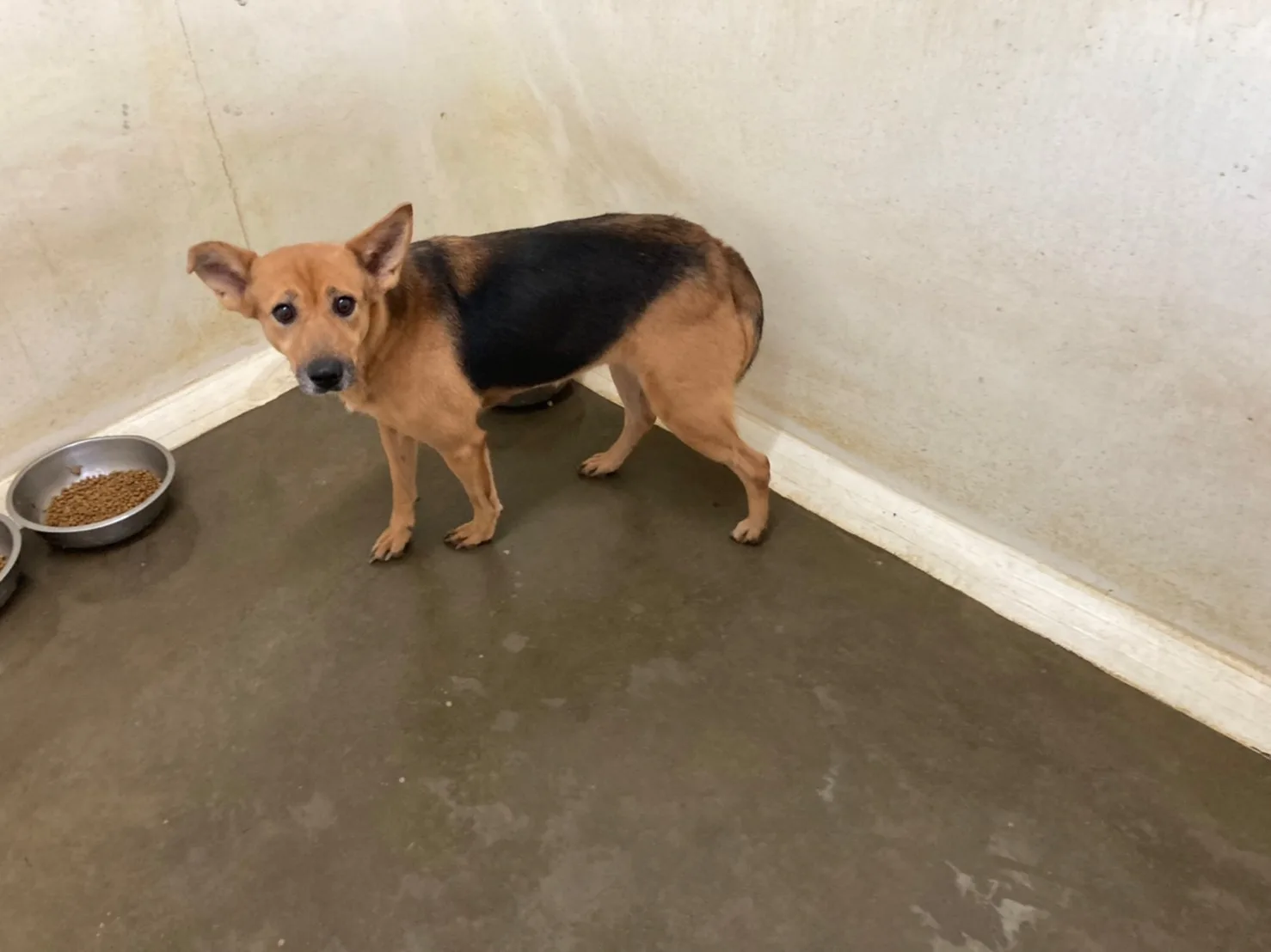 混種犬