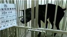 混種犬