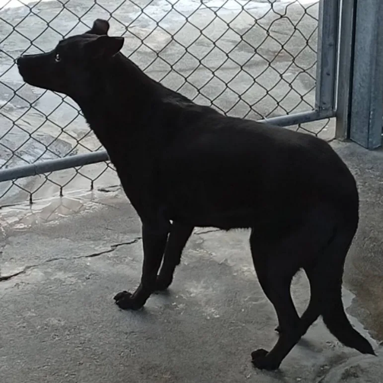混種犬