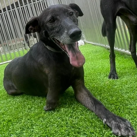 混種犬