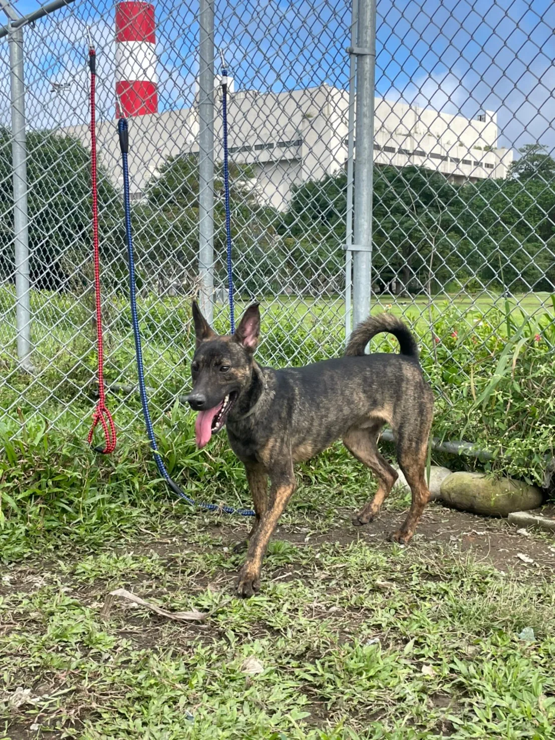 混種犬