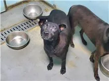 混種犬