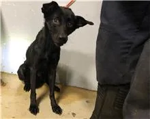 混種犬