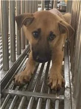 混種犬