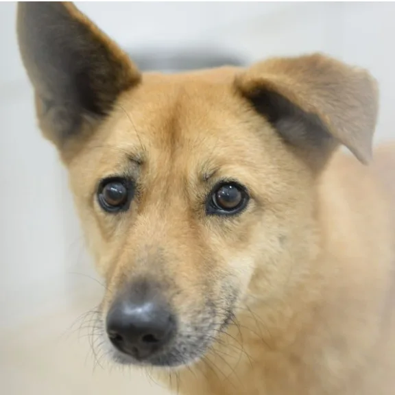混種犬