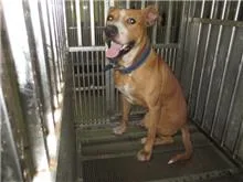 混種犬