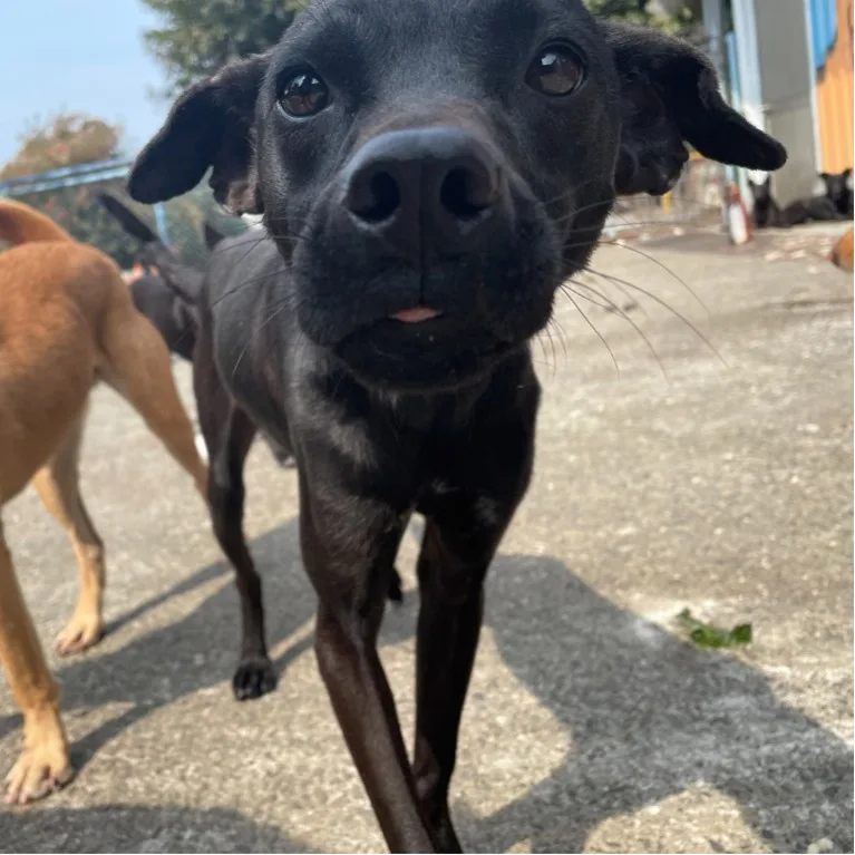 混種犬
