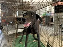 混種犬