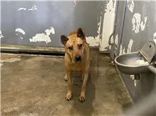 混種犬