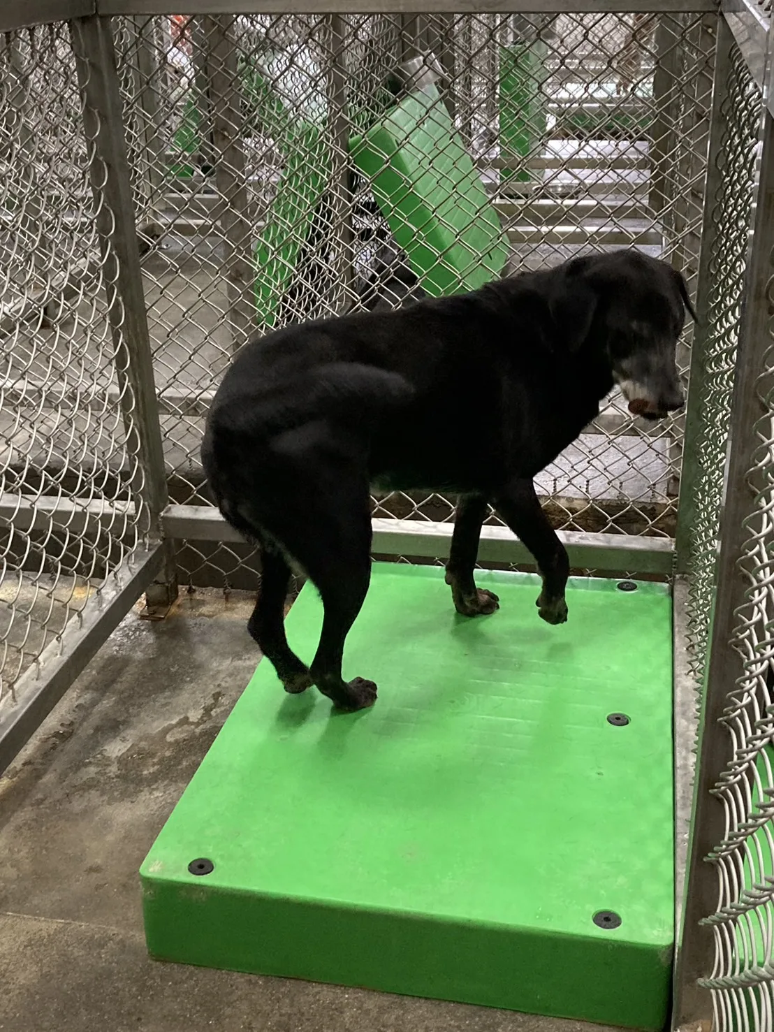 混種犬