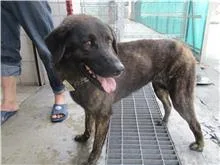 混種犬